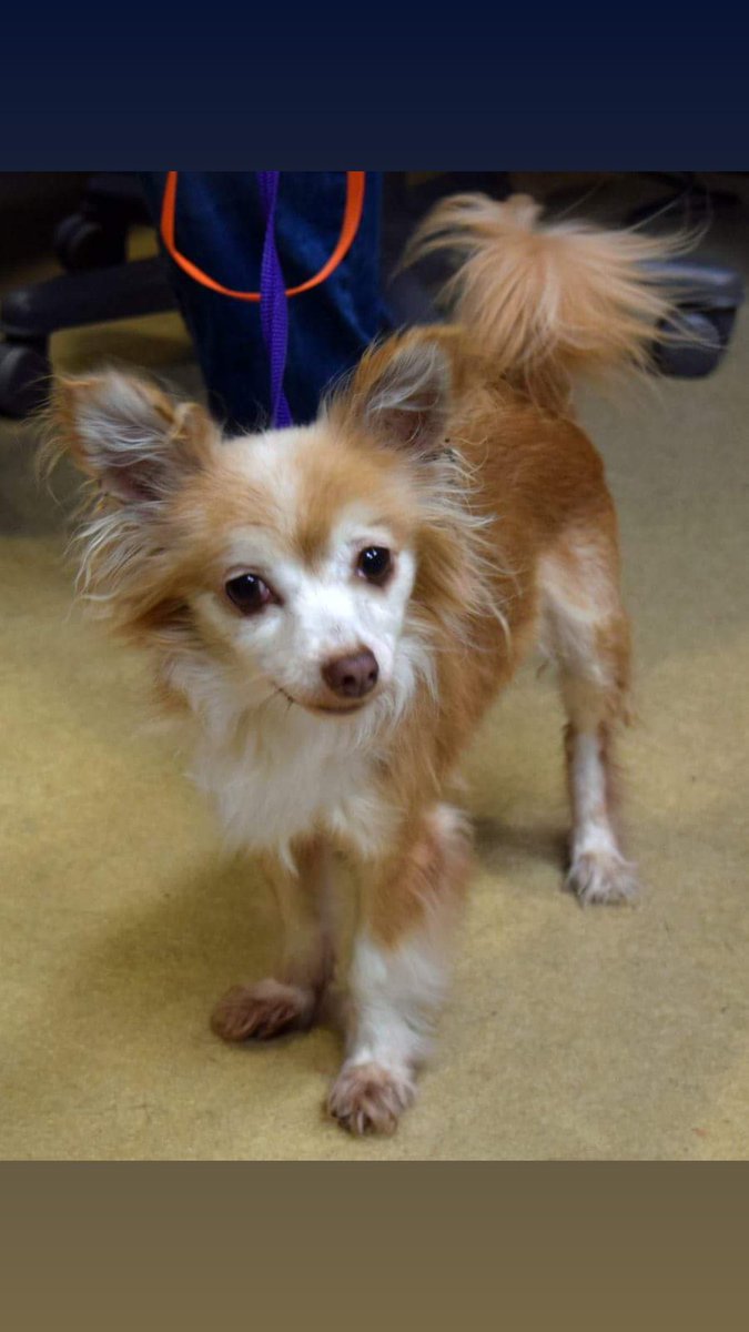 Lulu, 10 years old, will be making her debut soon. #adoptdontshop #rescue #adopt #chi #seniorpup