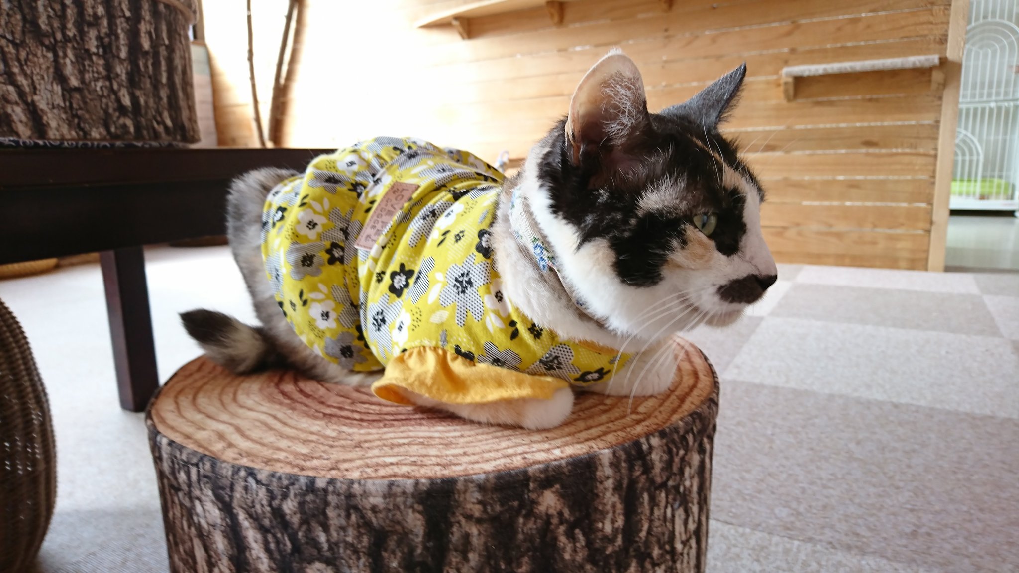 保護猫カフェもりねこ on Twitter "盛岡市保健所にゃんとも預りボラさん宅を経てやってきたペコちゃん。 噂