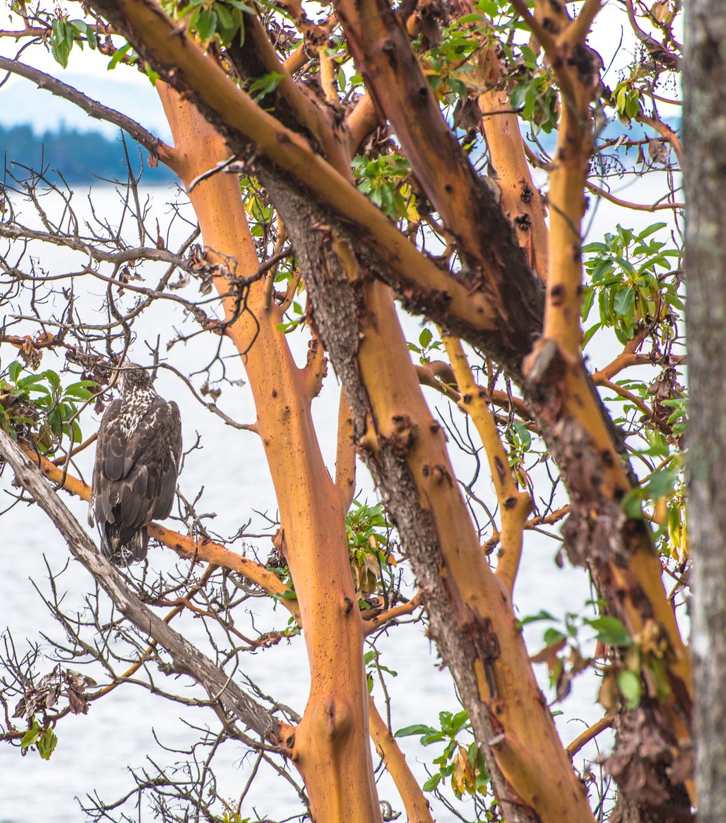ArbutusRidge's tweet photo. Spot the bird, they are crafty here @ArbutusRidge https://t.co/i1ZWxbfccs