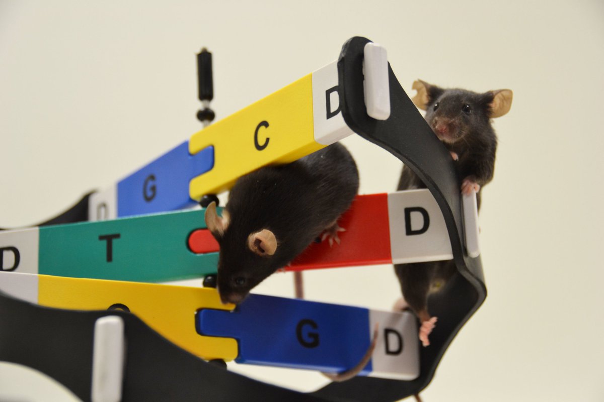 AdvGenetEng's tweet image. #NoncodingDNA changes the genitals you&apos;re born with
Male mice grow ovaries instead of testes if they are missing a small region of DNA that doesn&apos;t contain any genes, a study that could help explain disorders of sex development in humans,half of which have unknown genetic cause.