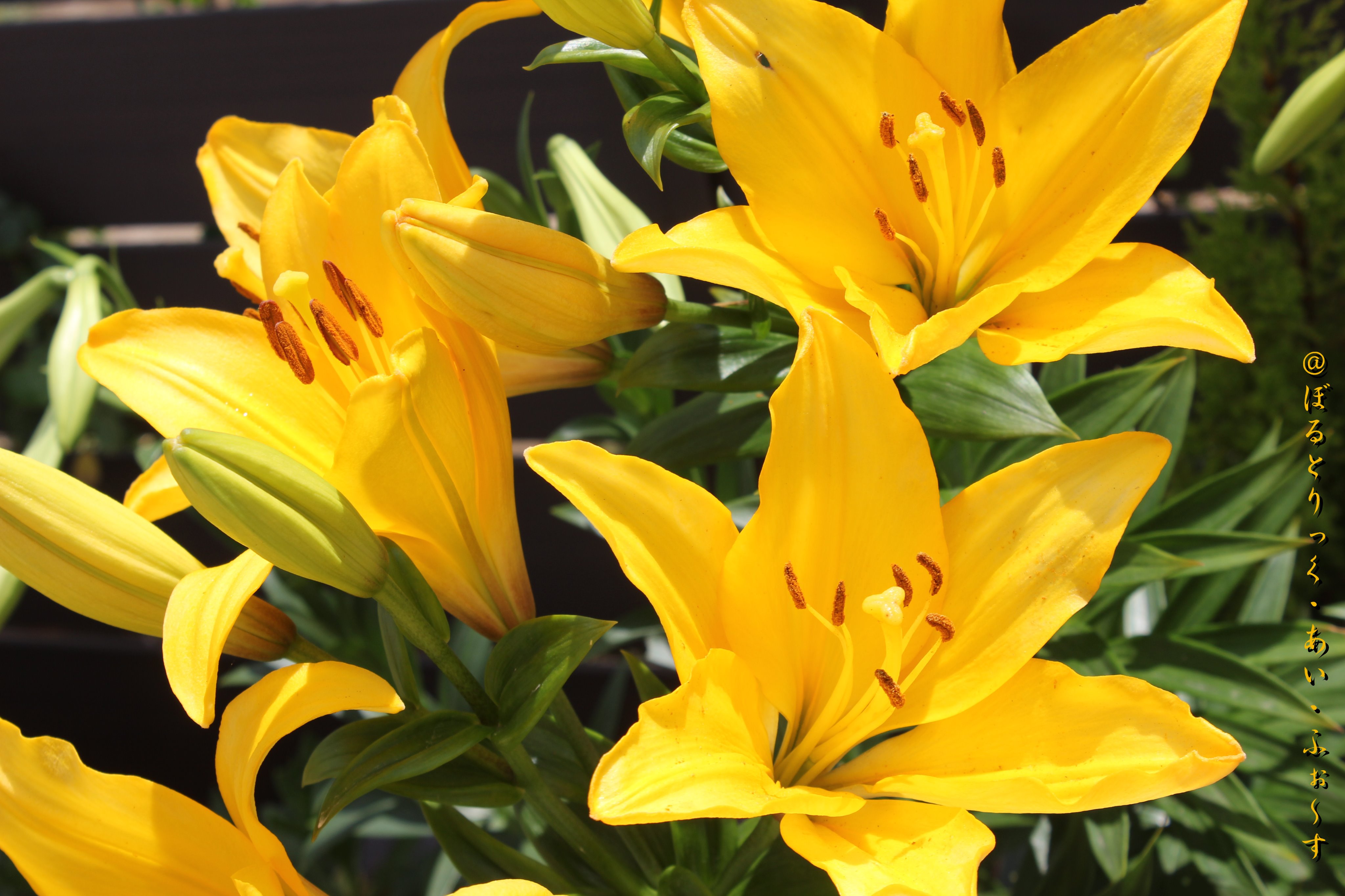 تويتر Vtifカスタマイズ على تويتر 黄色い百合の誕生花の日 多分 スカシユリかな 7月19日 誕生花の一つ 黄色い百合 スカシユリ黄の花言葉 注目を浴びる 飾らぬ美 T Co Uhqpoyr3cv