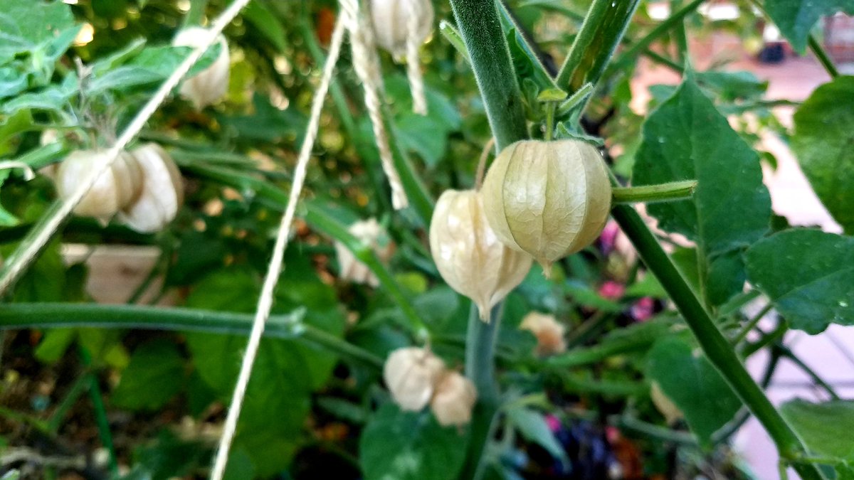 sonnylebythebay's tweet photo. Enuff w/America's poopapalooza, here's my #gardening update: The #gooseberry is doing quite well, lots of tasty berries (a treat for @DimSumEaters on Sunday).

The husk dries up when ripen &amp; eventually fall off the bushes. They're native to the Andes &amp; cousin of the #tomatillo. https://t.co/IvS7i862Tk