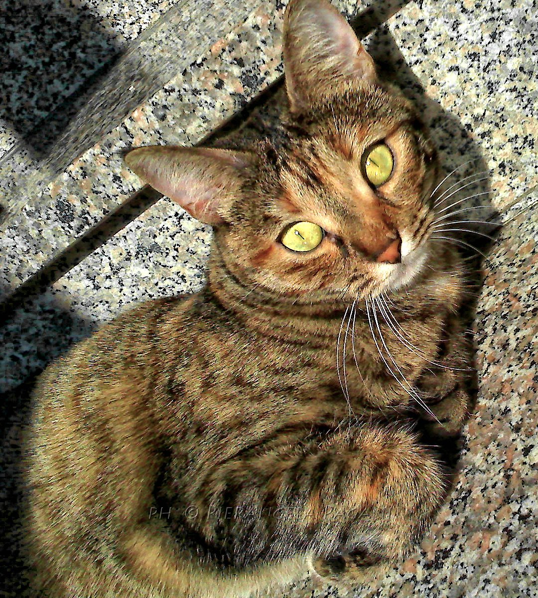 Ferrarisergio4 On Twitter Gli Occhi Buoni Di Un Gattoil