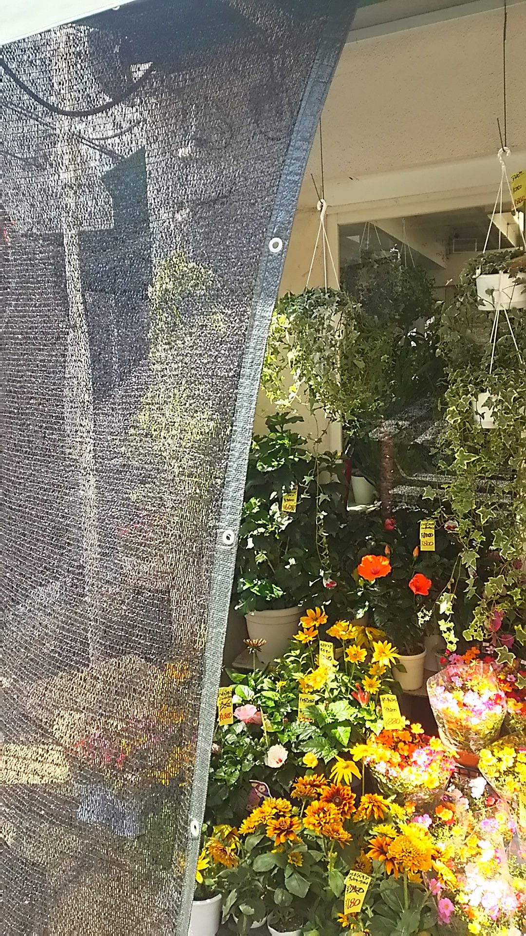 代々木上原 青山の花市場 Air Twitter