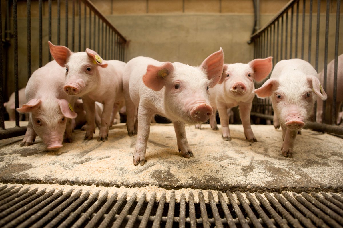 Duidelijk artikel over smartfarming en onze RFID chips! #boerenmetgezondverstand #smartfarming #RFID

boerderij.nl/Varkenshouderi…