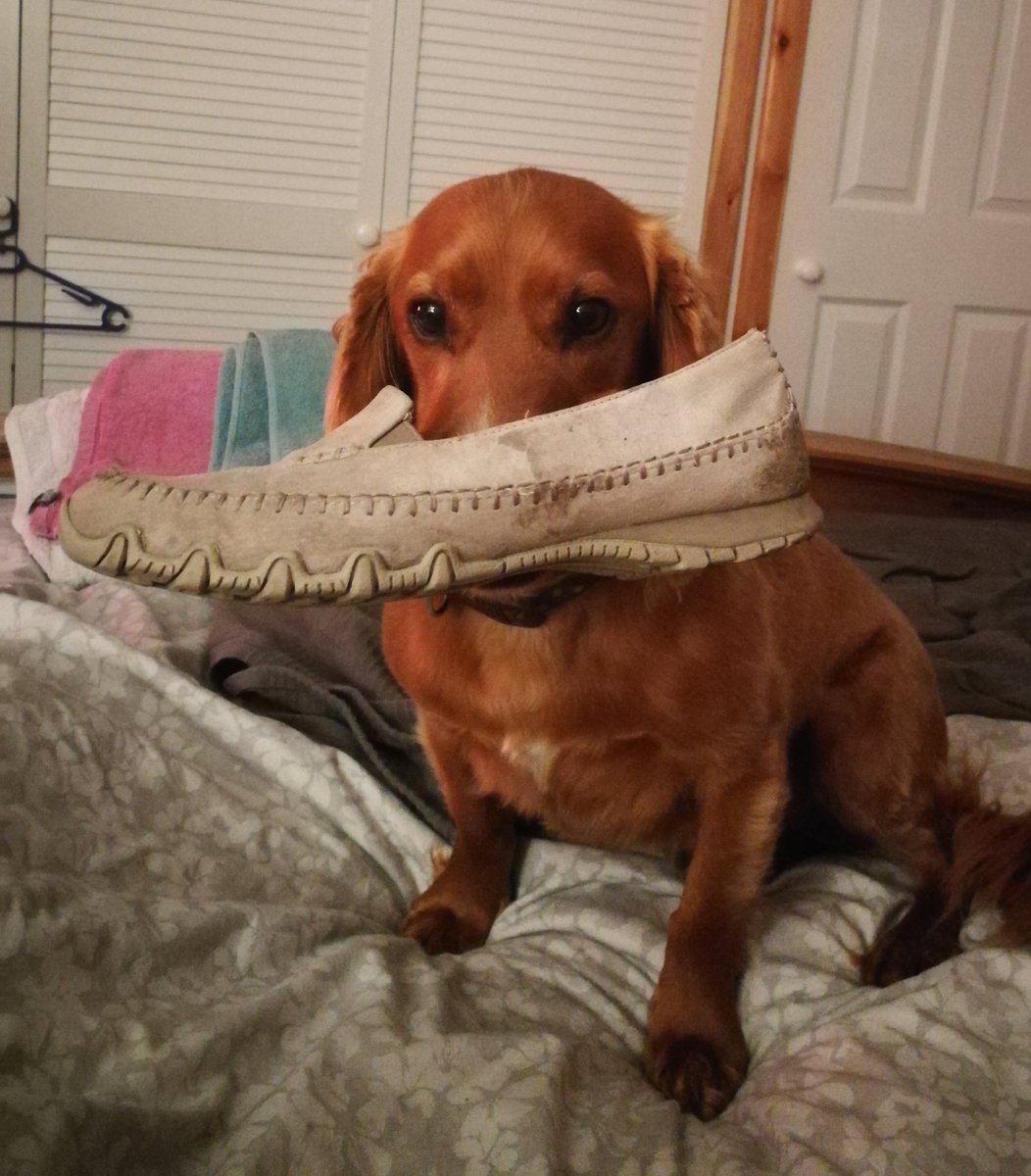 madspannas's tweet photo. Erm....can I chew???? https://t.co/9Lv8i9ptbK