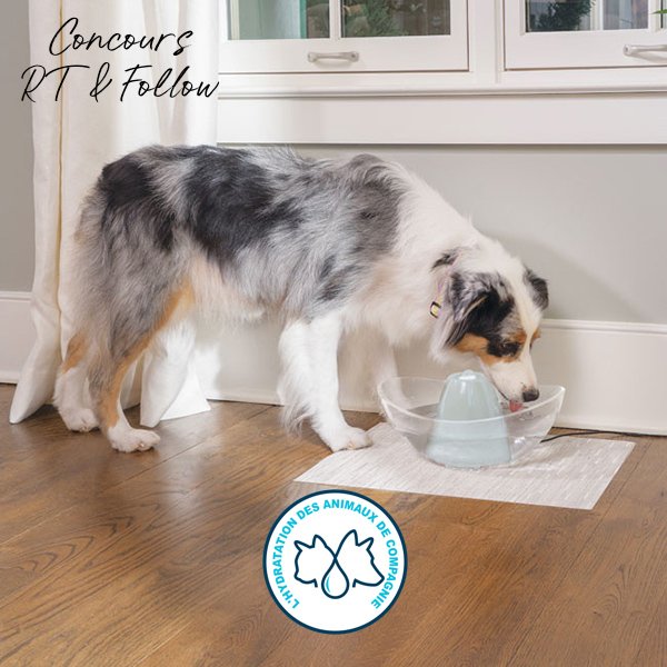 PetSafeFR's tweet photo. ⚠️ #RT &amp; #Follow @PetSafeFR #concours ⚠️ - L'#hydratationanimale est à l’honneur chez PetSafe ! Tentez de gagner 1 Fontaine pour #animauxdecompagnie Drinkwell® Sedona pr votre #chien ou #chat  😄 TAS d’1 gagnant le 22 juillet 2018 à 18h. Bonne chance à tous 😁💦 https://t.co/jUMqS7KXto