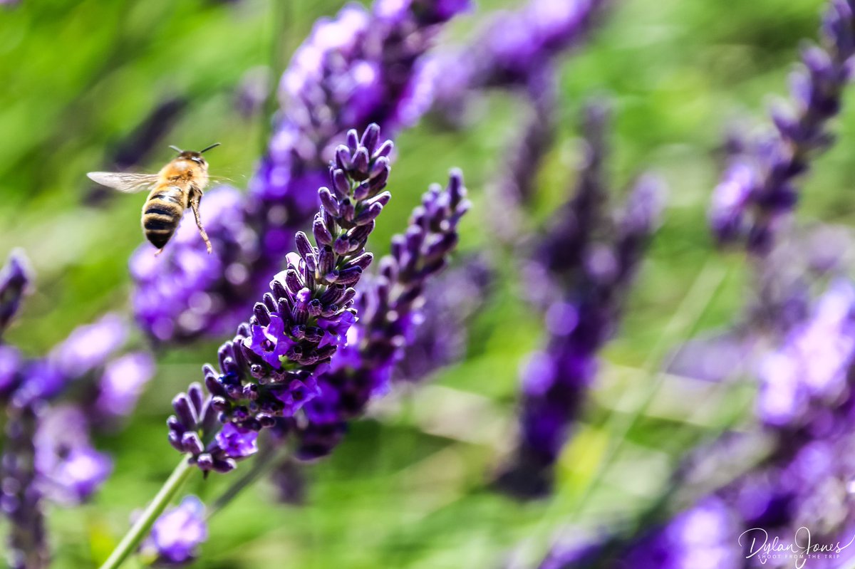 The fields of <a href="/cotslavender/">Cotswold Lavender</a> are a wildlife haven, especially for the bees.
#cotswolds #cotswoldlavender #visitengland #lppathfinders #visitcotswolds

shootfromthetrip.com/2018/07/16/a-d…