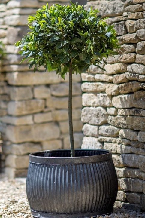 liverpooltrees's tweet photo. Plants delivered by #LiverpoolTreeCompany   #LiverpoolTrees #LiverpoolCity #Gardening #TreesLiverpool #Plants #Gardener #Calderstones #Woolton #Allerton  #Aigburth #Halewood #Speke #Childwall #Huyton #CalerstonesPark #Grassindale #Otterspool #RiversideDrive #WooltonVillage #Hale https://t.co/ATvjl23JKm