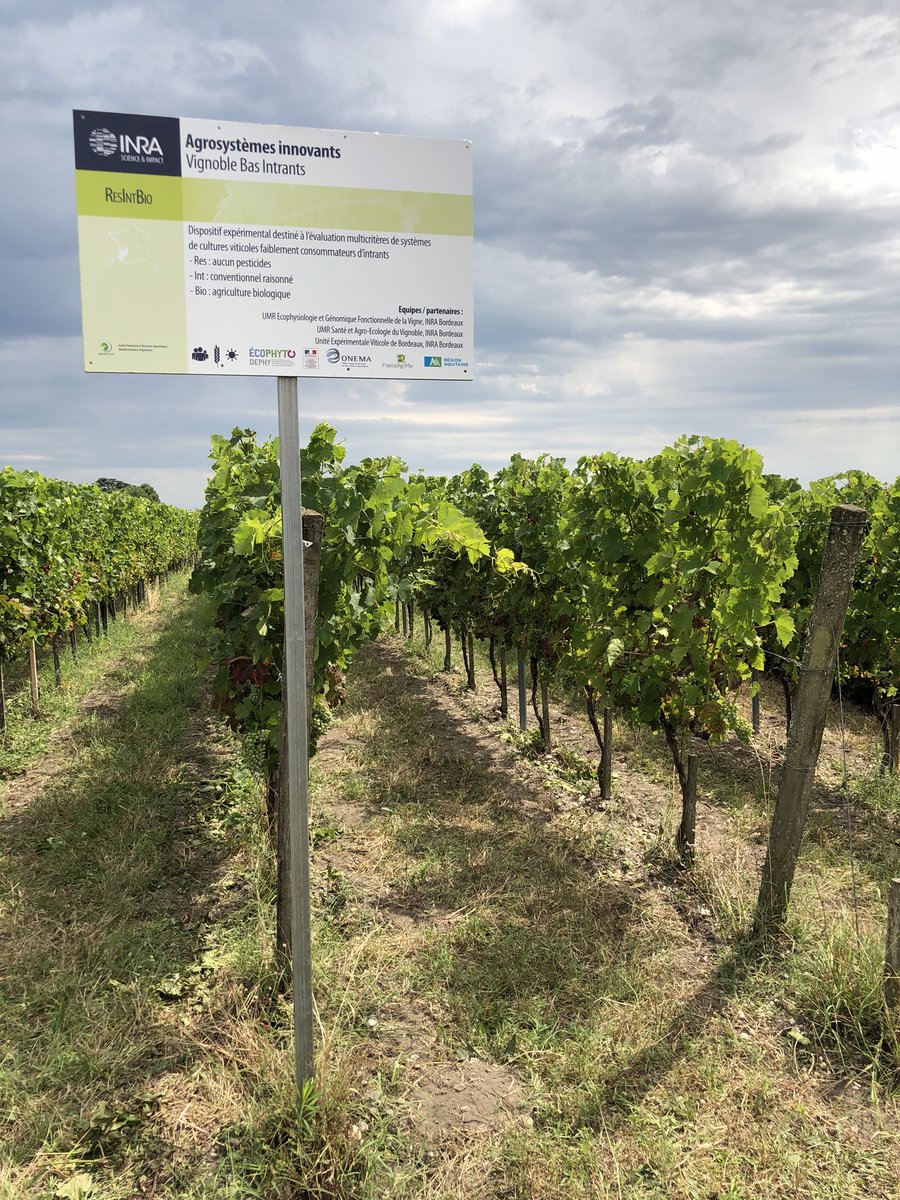 ldeliere's tweet photo. Visite dispositif #RESINTBIO @Inra_BdxAqui @Dephy_Ecophyto @oscar_vigne pour le #GBG2018_Bordeaux https://t.co/JiiXMuJ8jO