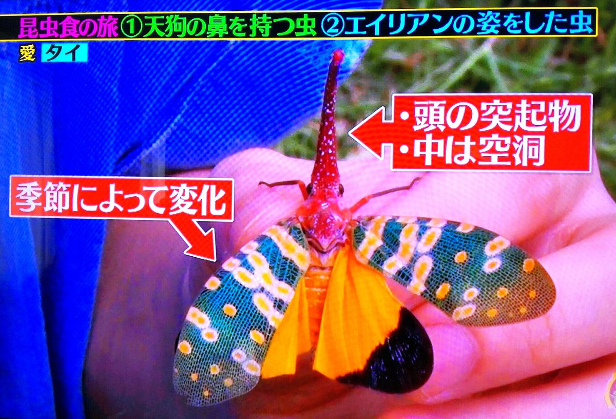 虫 閲覧注意 テングビワハゴロモは セミとピーナッツの薄皮とゴボウを足して割ったいいとこ取りの味 クレイジージャーニー Togetter 虫 閲覧注意 テングビワハゴロモは セミとピーナッツの薄皮とゴボウを足して割ったいいとこ取りの味 クレイジージャーニー Togetter