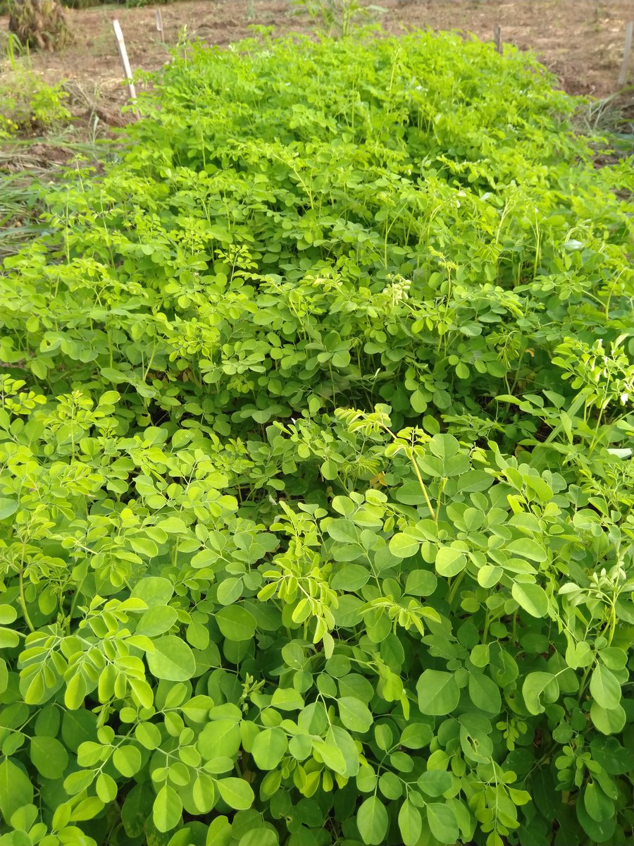 GreenGoldGh's tweet photo. Hi! We are looking for Agents, Retailers, B2B Companies, lovers and users of Organic Moringa products: Leaves &amp; Oil. We have available for bulk orders or for individual users, Agents will work on commission bases. Please PM us or +233247530020..www.greengoldghana.com https://t.co/sYXzXEaQZX
