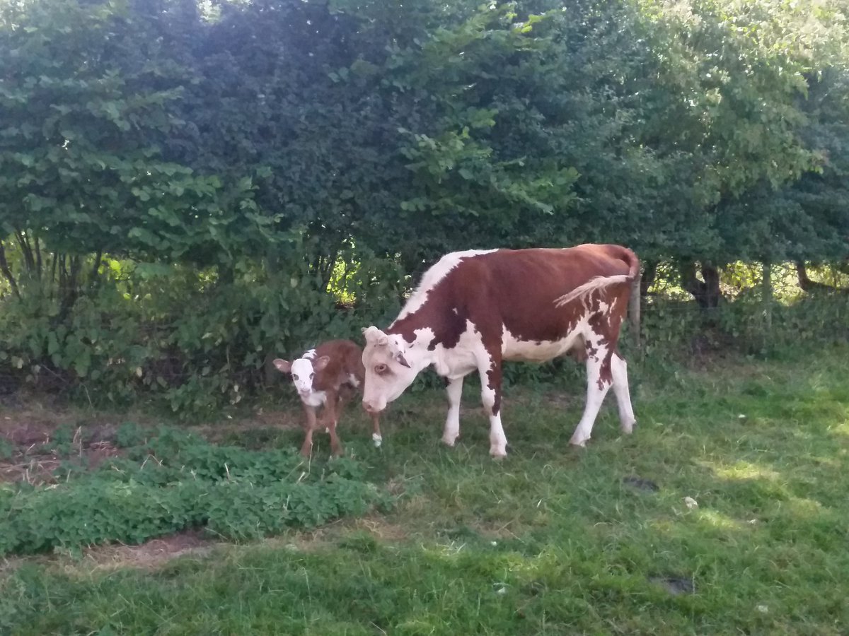 uktimjones's tweet photo. Unplanned teenage calving, seems to be doing a pretty good job of it ;) https://t.co/BSgRg9tMqJ