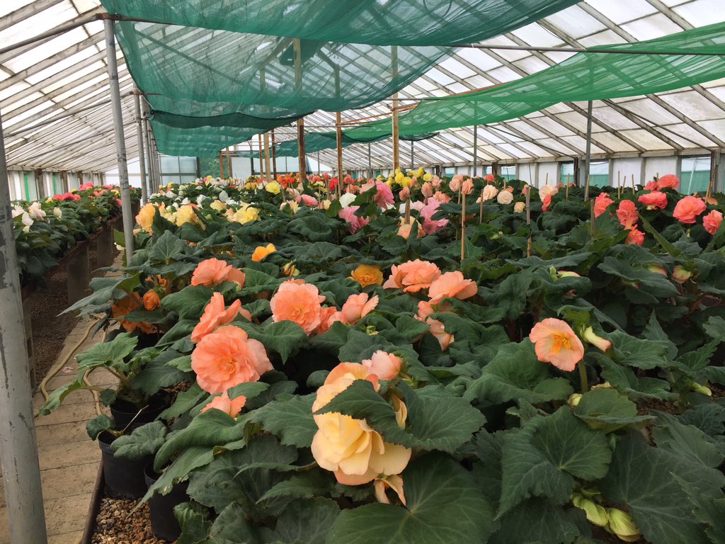 FYI: We’re having a Begonia Open Day on Sunday 22nd July (yep, this Sunday) a tour/talk &amp; demonstration plus tea and cake. It’s free (sharing knowledge should be) so join in &amp; learn something about these magnificent plants. Starting at 1pm. Finishing several hours later!