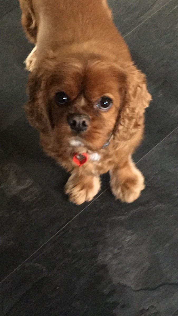 Siobhan_c1's tweet photo. @ddesignsuk I think Dexter would look very dapper in one of your #handmade #dog #bowties @ddesignsuk #nextdogmodel πΆπ https://t.co/aYeaE2OYve