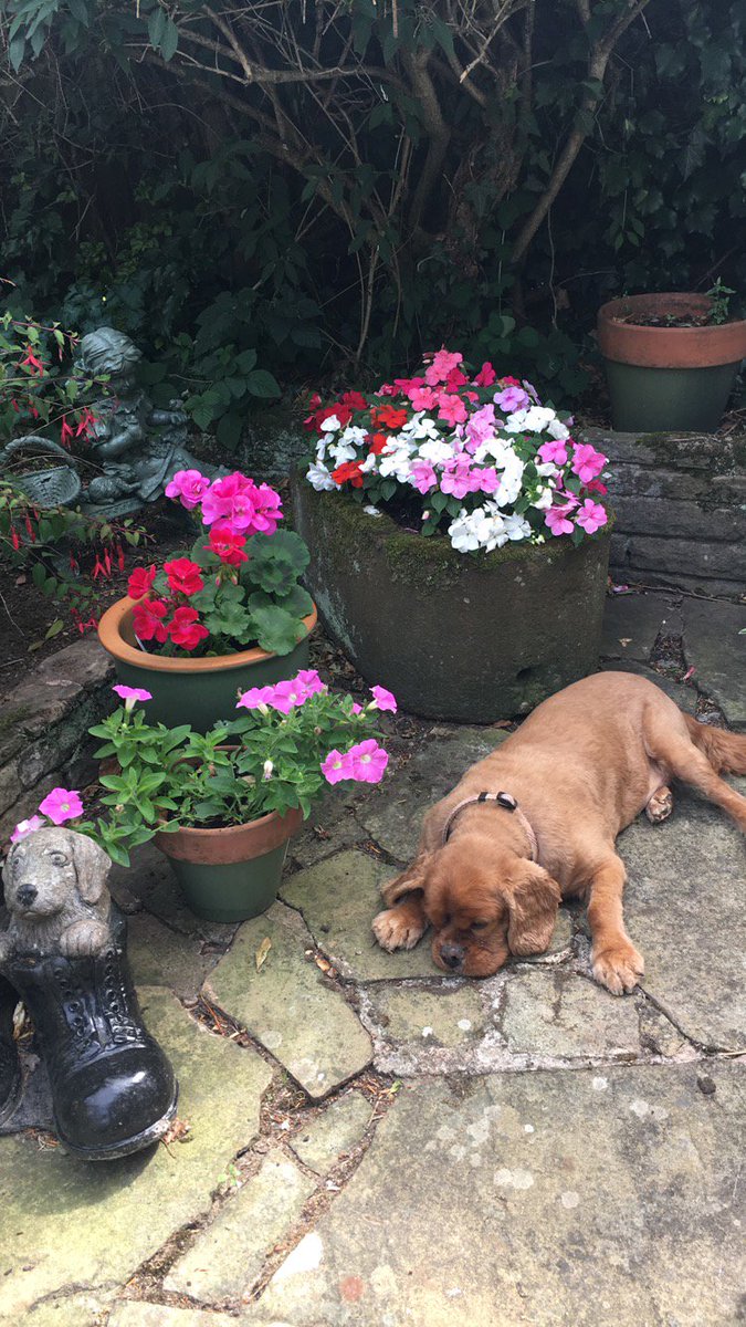 Siobhan_c1's tweet photo. @ddesignsuk I think Dexter would look very dapper in one of your #handmade #dog #bowties @ddesignsuk #nextdogmodel πΆπ https://t.co/aYeaE2OYve