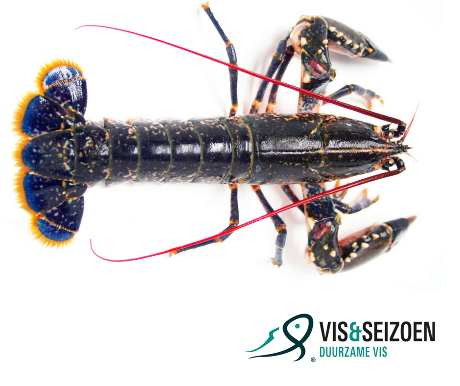 Uit het seizoen: de Oosterscheldekreeft! Als alternatief kan je de Europese kreeft nemen. Meer weten over de Europese kreeft? Kijk op visenseizoen.nl/product/europe…
