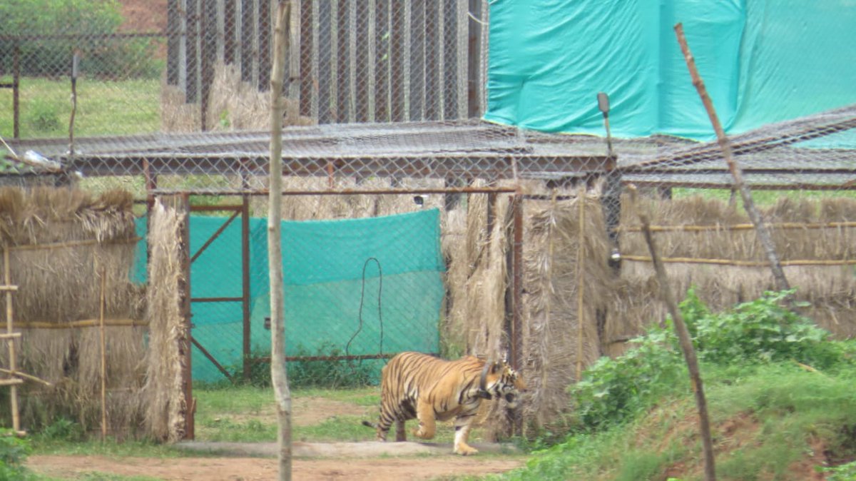 otvnews's tweet photo. #TigerRelocation Protest: No need to panic as there is plenty of food and adequate space for the movement of the Tiger in Satkosia, says Forest and Environment Minister Bijayshree Routray https://t.co/cKHWKVSrK8