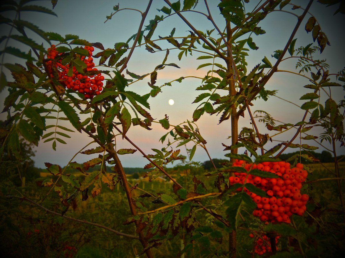 lindalamon's tweet image. A very happy birthday to @DrBrianMay who works so hard to make a difference for our #wildlife, the #environment &amp;amp; for #commondecency.  Planting 100,00  trees to create a native #woodland for everyone to enjoy is just one thing he has done to help create a better planet. #mayswood