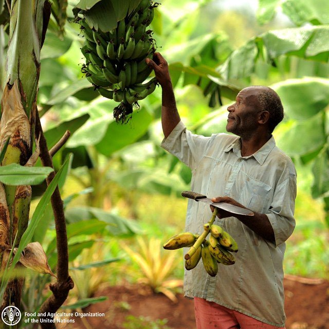 FAO's tweet photo. No farmers = No food

Without farmers we wouldn't have the food on our plates. https://t.co/gtrkeAA7MR