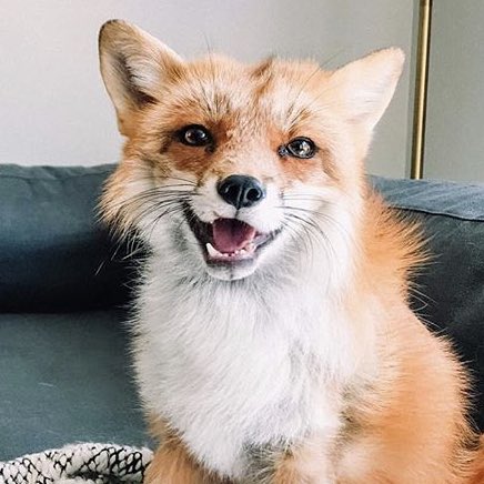 renjun the fox tweet media