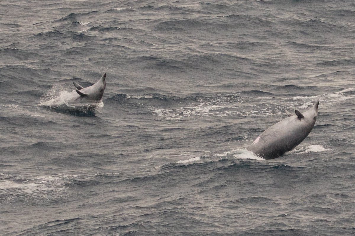 Chris Packham tweet media