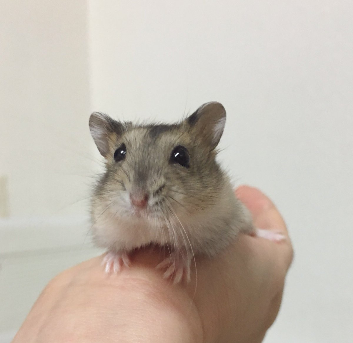 내 귀염뽀짝햄스터들
쮸쮸 / 쮸복