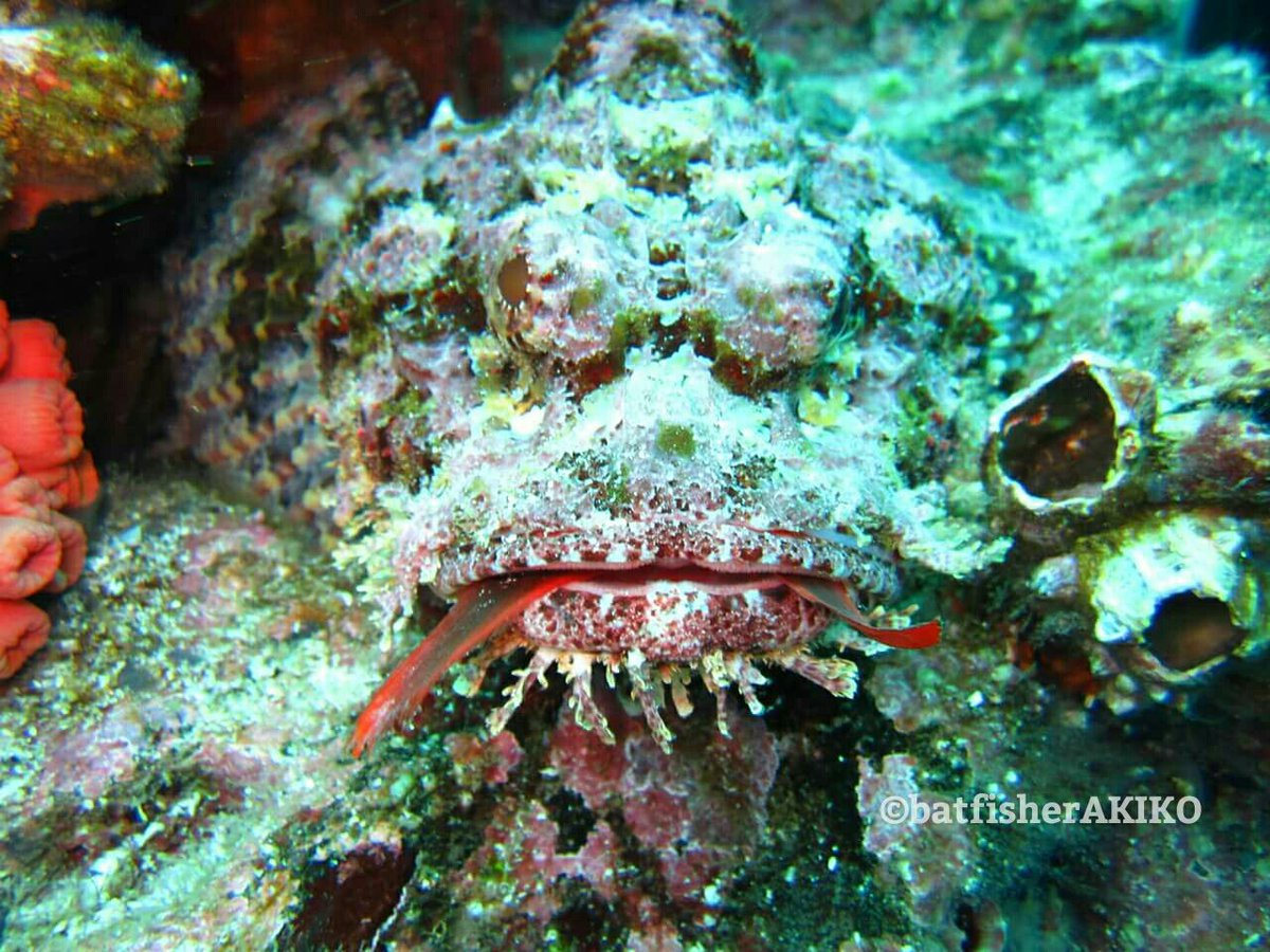 バットフィッシャーアキコ Twitterissa ガラパゴスあるある え 自分なんも食べてないっす という顔とは裏腹に 口から覗く隠しきれない証拠 Ecuador エクアドル Galapagos ガラパゴス諸島 Stonescorpionfish ストーンスコーピオンフィッシュ