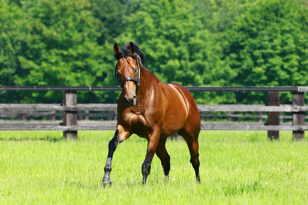 AgaKhanStuds's tweet photo. Bred and owned by @JuddmonteFarms, #CharmSpirit's daughter Fulminate made a winning debut at @Fairyhouse last night in a maiden. She became the 10th individual winner of first season sire Charm Spirit. #Smart2yo #Winningdebut #Sireonfire https://t.co/qBoQVODTKC