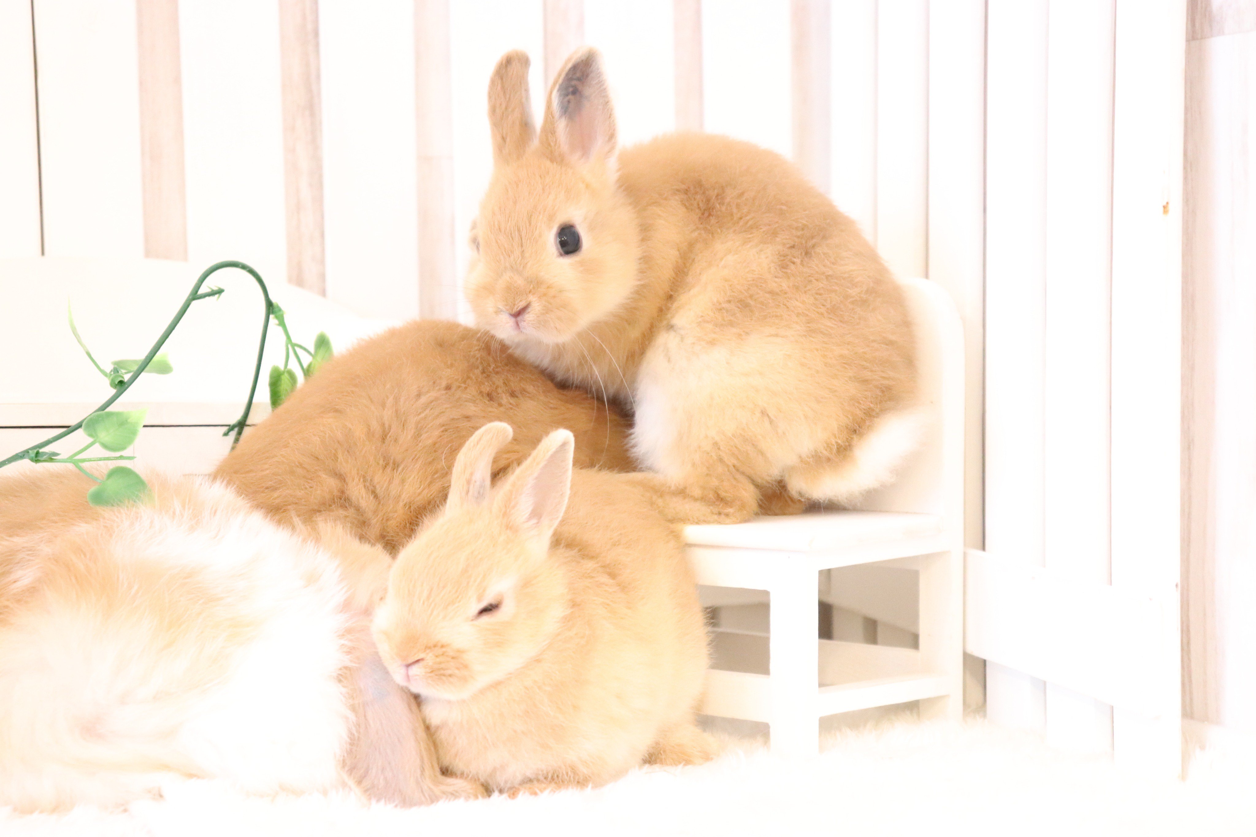 うさぎ専門店ラビットリンク ちびうさぎたちは 小高いところ と 狭いところ が大好き 今回やって来たちびうさちゃんは かつてない狭さに挑戦してくれました ゆる い奮闘 の様子はこちらです T Co 3nao6dchie うさぎ専門店