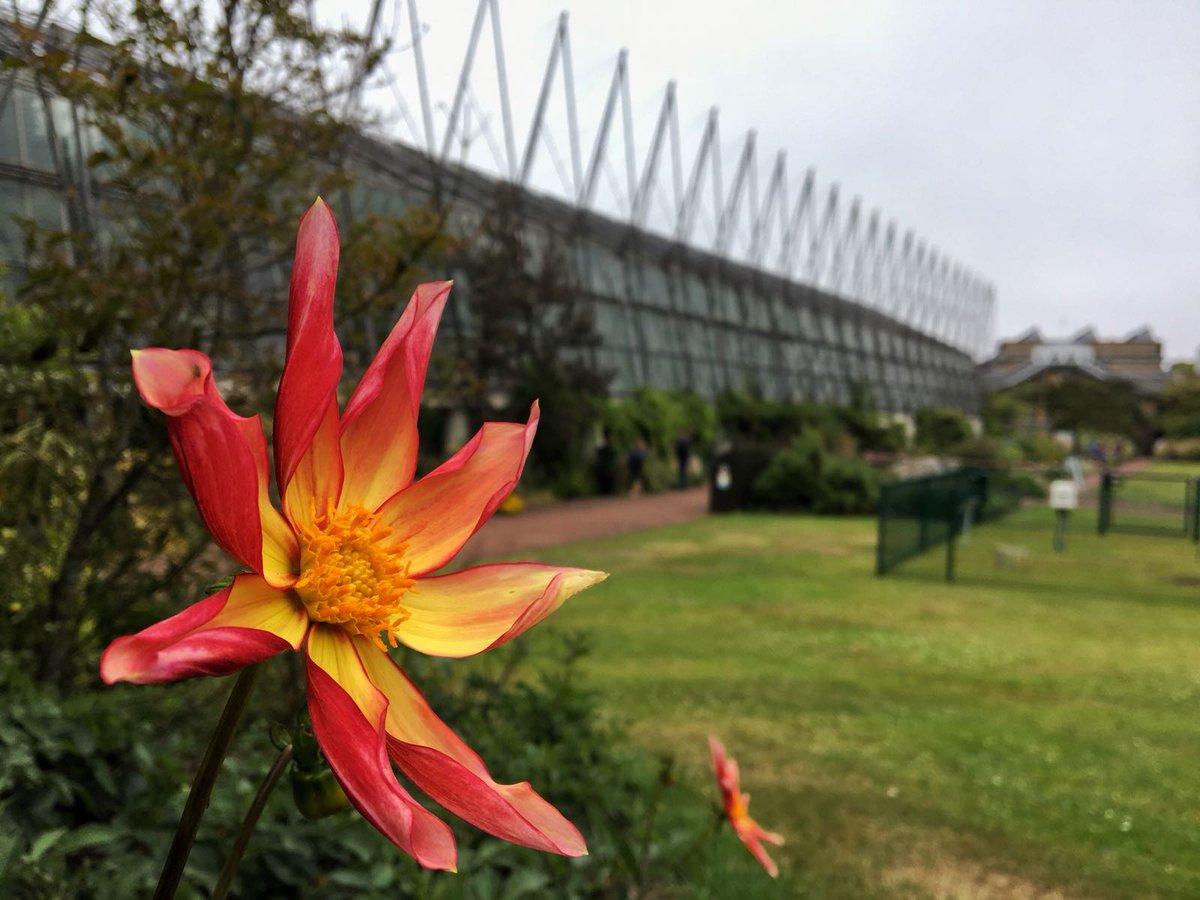RBGE_Education's tweet photo. We had a great session with @cpendletonart from @iconicedintours doing his smartphone-ography workshop. We were so pleased with the results we thought we’d share a few of our pictures. If you'd like to get more out of your cemera phone book now for 25 Aug: https://t.co/yzINcALjnd https://t.co/oqUIFFpNbh