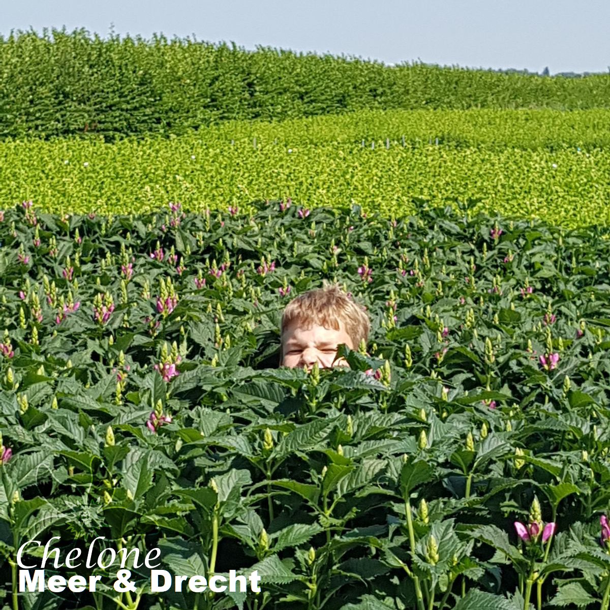 summerflowersNL's tweet image. De Chelone groeit dit jaar tot mooie hoogten.. De 7 jarig zoon van deze kweker is al bijna niet meer zichtbaar tussen de bloemen..

#Chelone #Summerflowersnl
#Summerflowers #Zomerbloemen