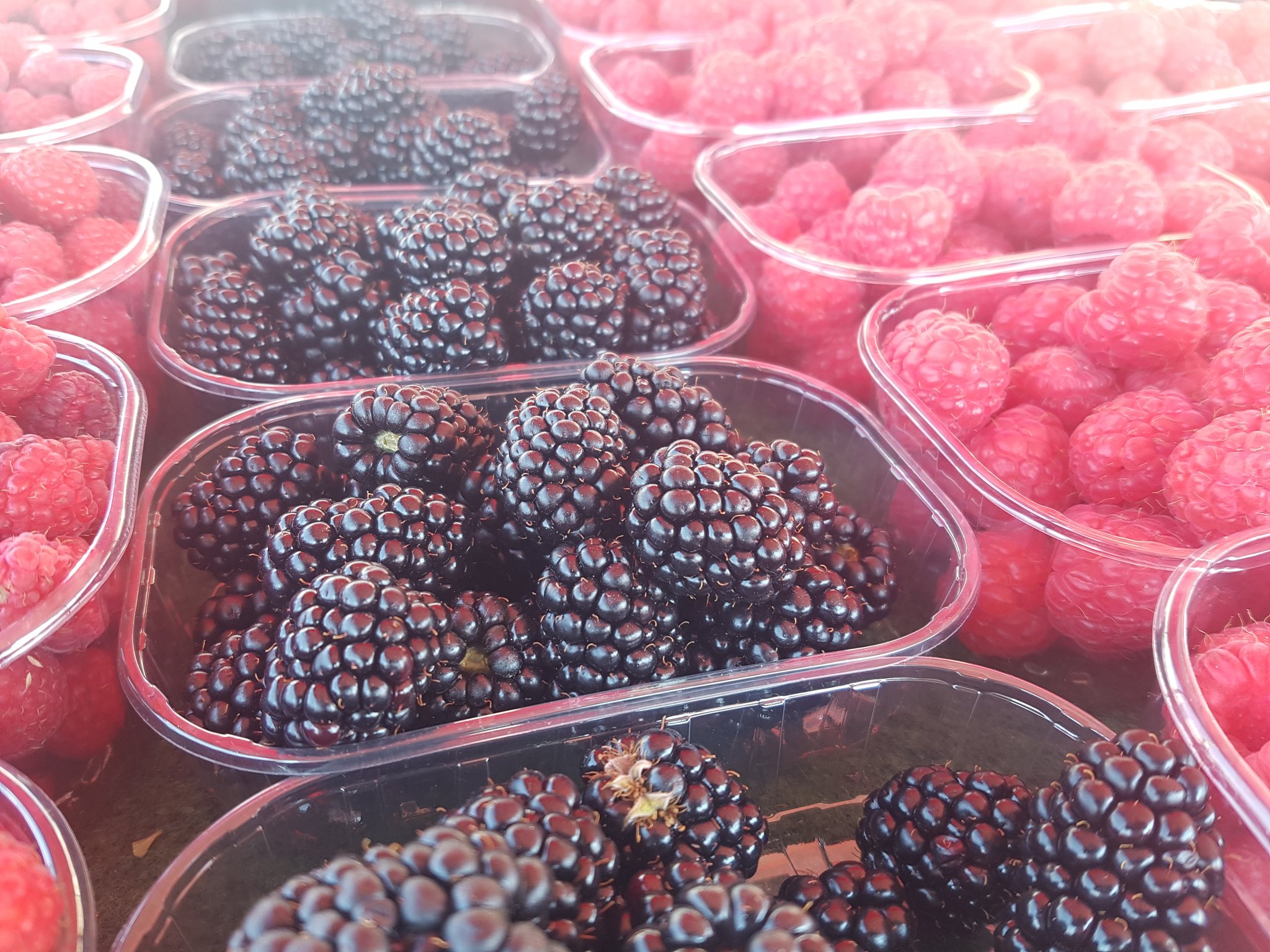 駐日フィンランド大使館 ベリーの国フィンランド どんどん熟してマーケットに並びます この紫色のはボイセンベリー ラズベリー Vaderma ゔぁでるま と ブラックベリー Karhunvatukka かるふんゔぁとぅっか の中間です フィンランド語で ぼいせんまるや