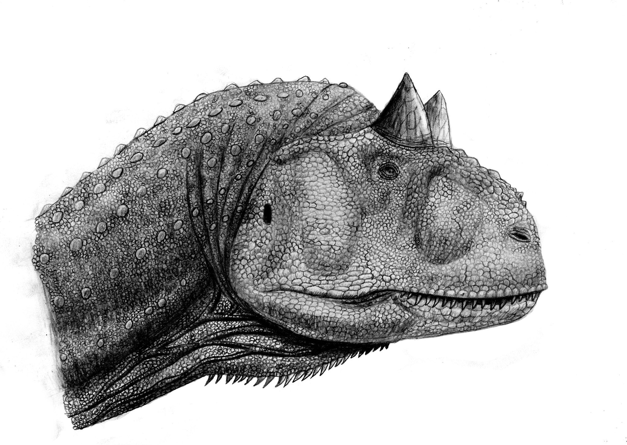 アヌ🦖🦕 on X: 