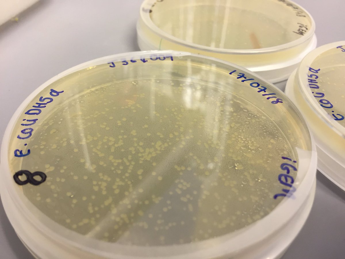 kcligem's tweet image. A sneak peak into how our bacteria are thriving ! 👀 #InterLab #iGEM #E.coli