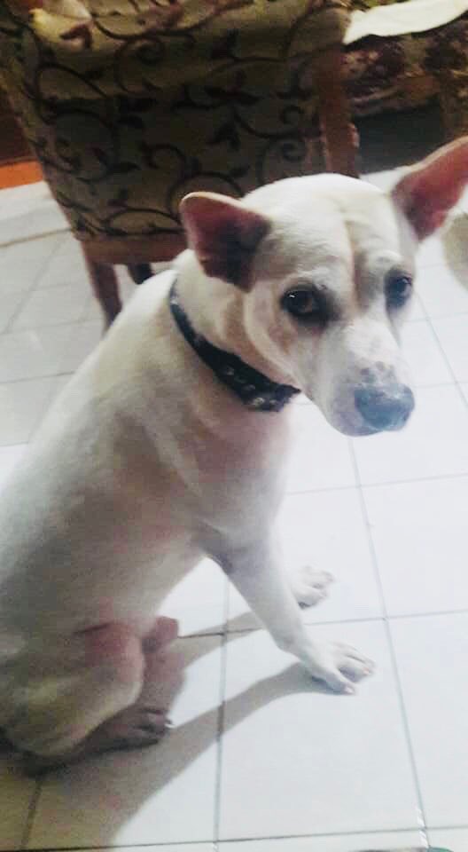 Hey Buddy! How’s heaven up there? Hope you had a great playing time with Daddy. Miss you so much, Tofa Openg! #kiss #hug #doggy