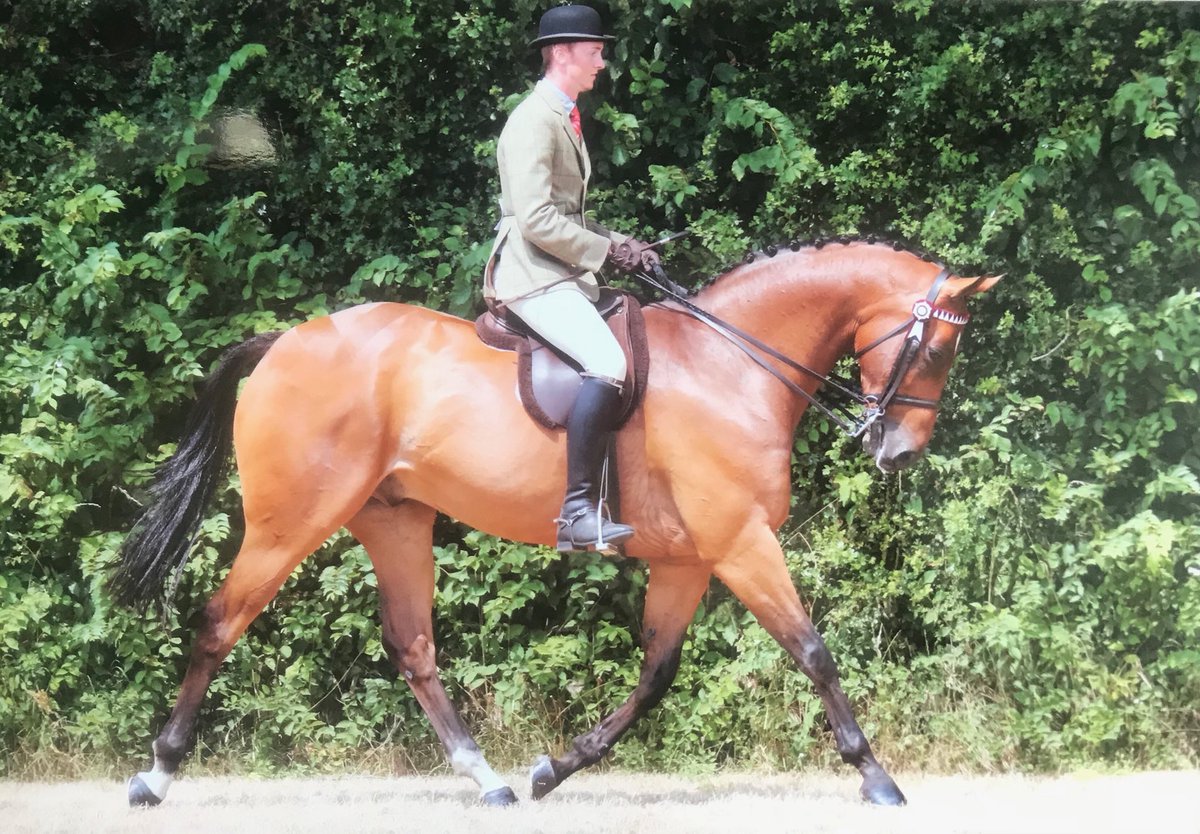 MarwynT's tweet image. Hi guys, thank you for following us at Marwyn Equestrian. We have now moved into our new premises and are able to offer a range of services from show production to schooling livery. We had a great result on Saturday with Broadshard Simplicity at the TSR summer show.