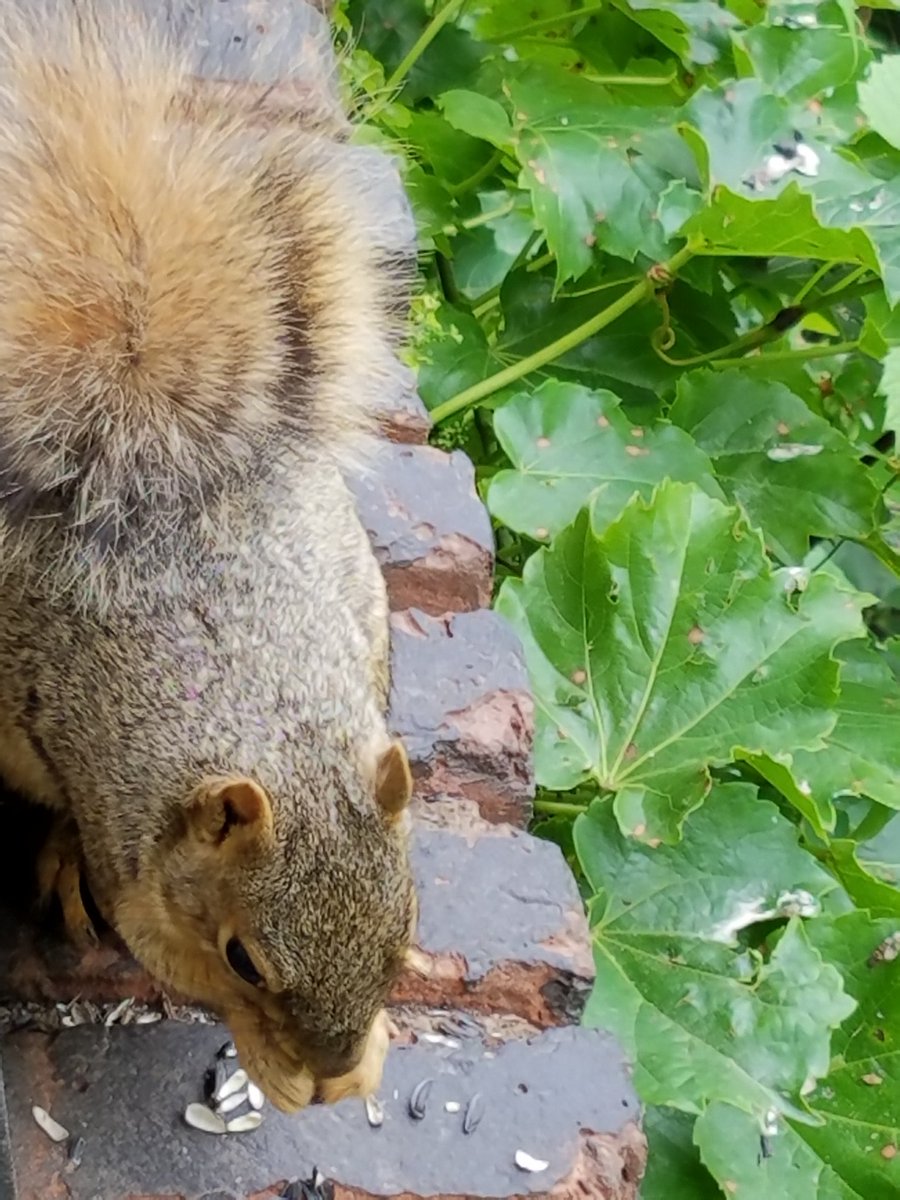 viewfrommyoffic's tweet image. Daily Squirrel @cakikeith @dwshellby @rona65 @TheGreatTurbana @lindachilders1 @47young1