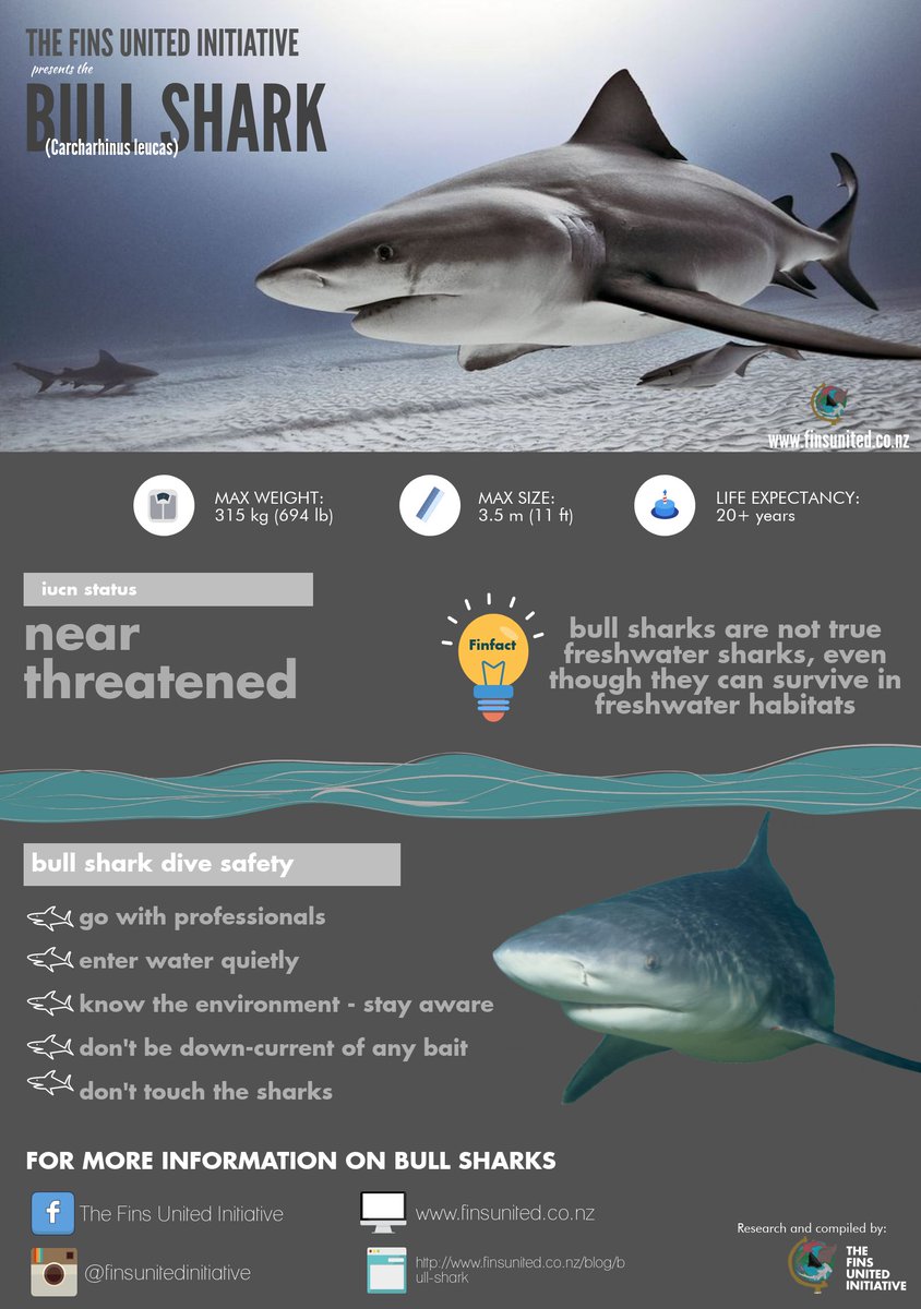 FinsUnited's tweet photo. #TFUI is discussing some of the #sharks featured over on @natgeowild's #SharkFest today! Curious about the bull #shark? We have a handy infographic here! Want more? Check out our #BiteBlog: https://t.co/6nopSYq45M #sharkeducation #TheFinsUnitedInitiative https://t.co/riec6wYw2P