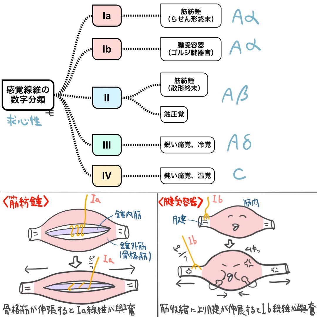 ゴロ− 解剖生理イラスト On Twitter 【イラストで分かる！】 「感覚線維の分類」 筋紡錘からのⅠa線維とか 腱受容器（ゴルジ腱