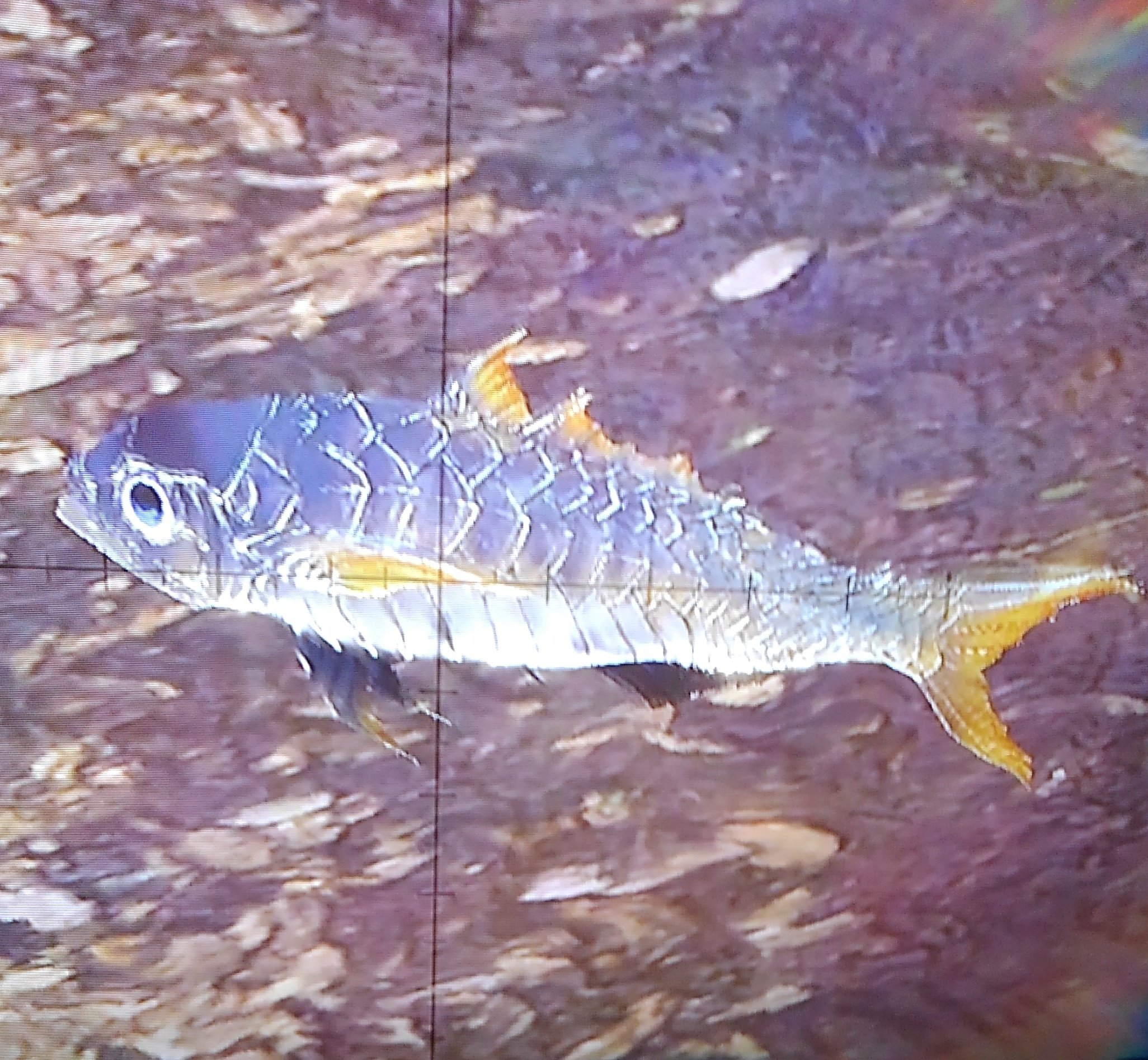 Siu 魚たち ドスピンクパレス キレアジ サシミウオ 黄金魚 モンハンワールド Mhw モンハン写真部 サシミウオが鮭にそっくりなのねー T Co Paby5qotxa Twitter