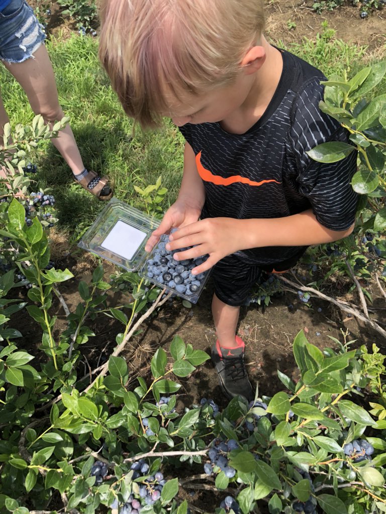 MsMcLean2's tweet photo. Ss: “When I get home I’m going to ask if I can eat blueberries for a snack, EVERYDAY!” #campstclair #sccdsb https://t.co/Wad81MyiAM