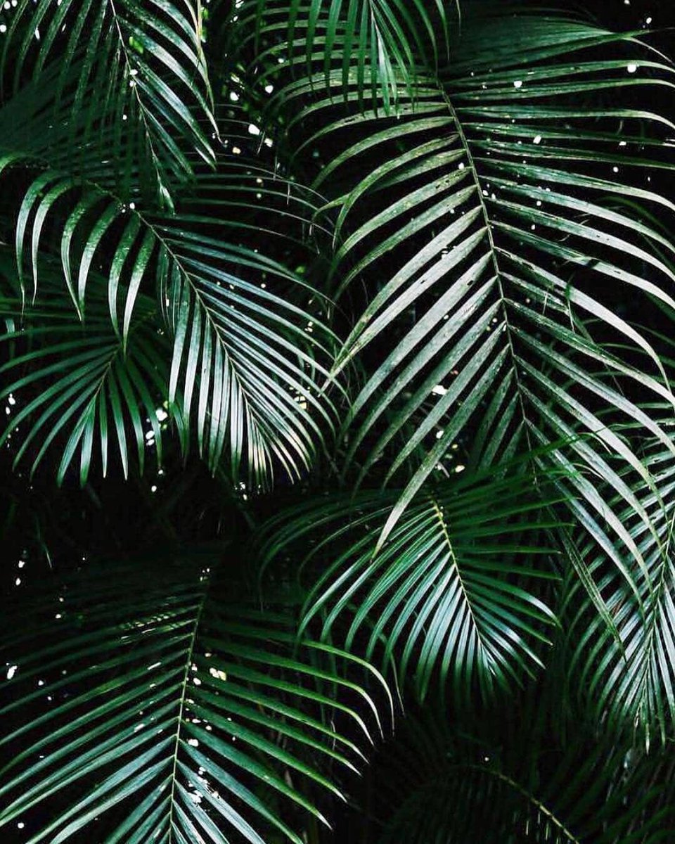 We can't get enough of greenery down at J'Maker HQ and we have fallen a little in love with this leafy giant! 🌿 We think #plants are a great way to insert a touch of the #tropics into London life (that and chomping down on some of our pâte!) ⠀
📸 <a href="/plantsinfocus/">plantsinfocus</a>