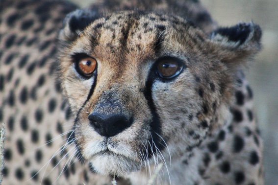 BraindropsBlog's tweet image. Namibian cheeta

#fightclimatechange