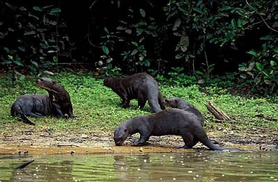 Dr Anna Hughes Guys We Have To Talk About Giant Otters In The Amazon Otters Grow Up To 6 Ft Long They Live In Peaceful Communities That Eat Sleep Travel