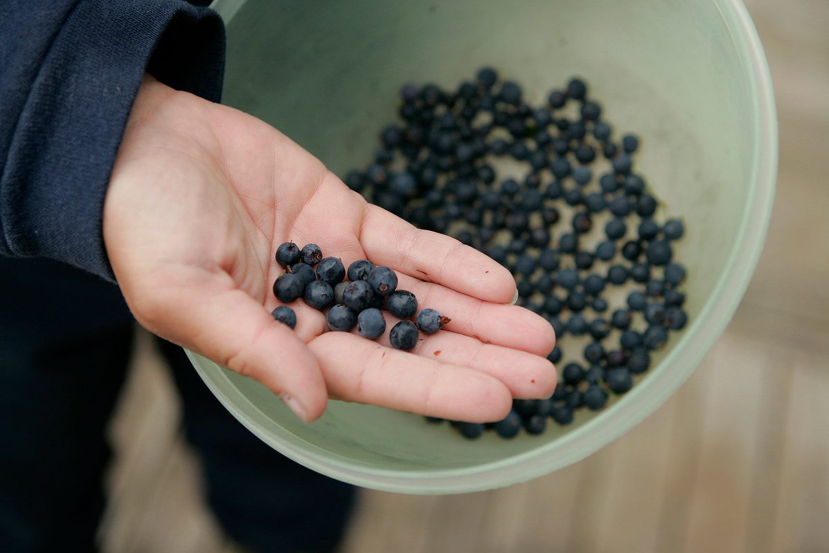 Alaska blueberries in hand.  Photo by USFWS