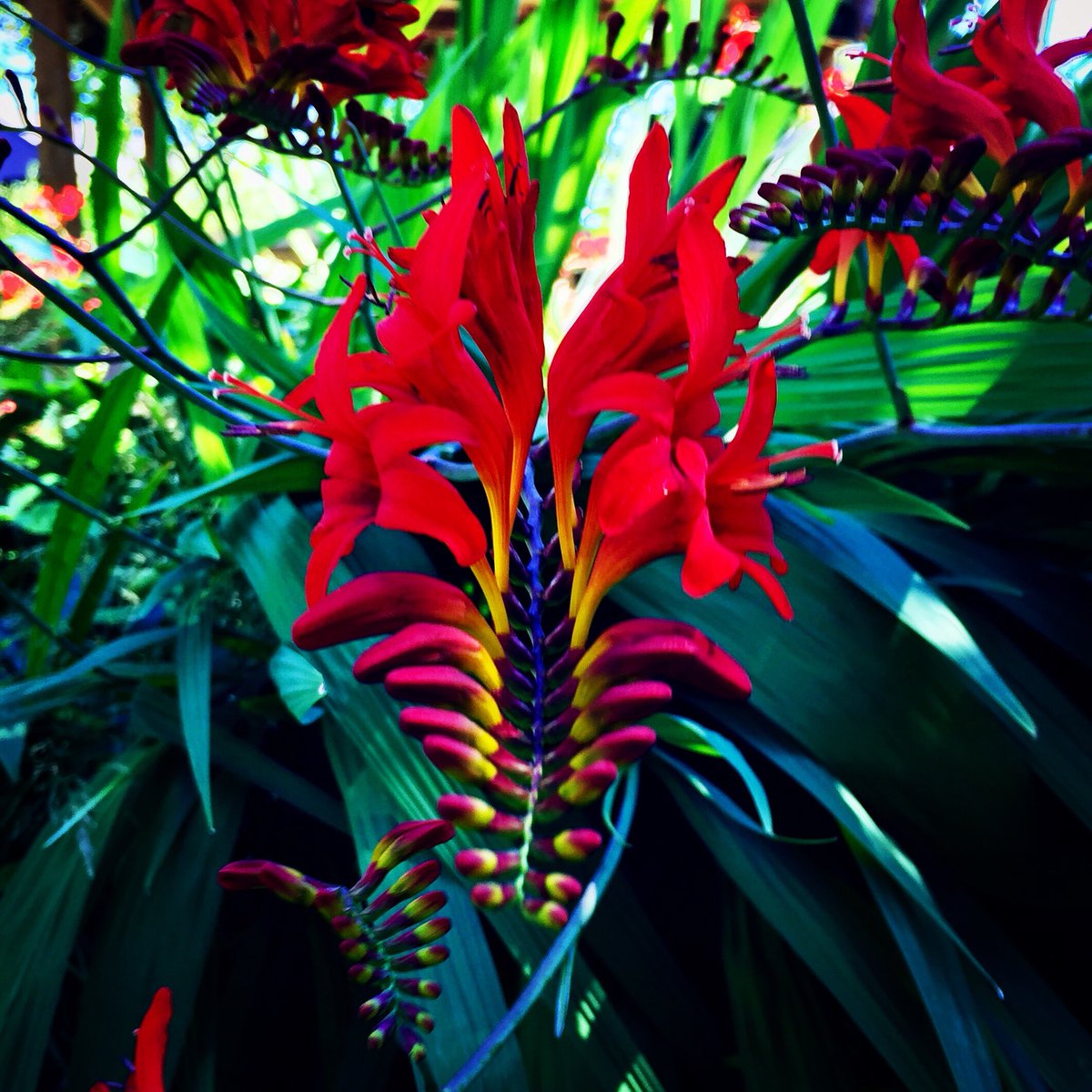 1natureloverdad's tweet photo. This crocosmia! โค๏ธ๐ฟ๐ธ (Copper tops!)
#crocosmia #coppertops #red #fibonacci #fibonaccisequence #fibonaccispiral #goldenratio #flowers #flowerstagram #flowerslovers #flowerslover #nature #naturelovers #naturephotography #natureloverdad #vancouverisland #nanaimo #bc https://t.co/WCXsRswpA3