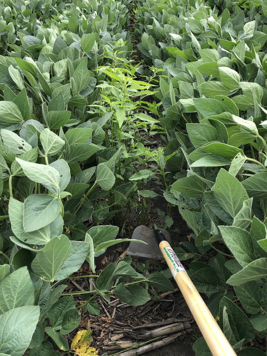 ryleestreit's tweet photo. As waterhemp resistance continues to increase, make sure your herbicide program contains multiple modes of action. Get ‘em while they’re small or you’ll have to by hand later #helenaintern18 #BeanWise https://t.co/cyvTHCgQAT