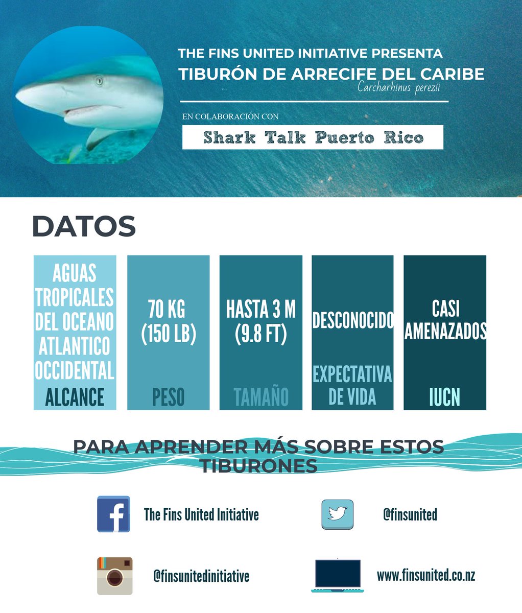 FinsUnited's tweet photo. #TFUI está discutiendo algunos de los #tiburones en #SharkFest de @natgeowild hoy! ¿Curioso el #tiburon de arrecife del Caribe? ¡Tenemos una infografía aquí! ¿Quieren más? Mira nuestro #BiteBlog: https://t.co/XmbKan4I2M #sharkeducation #TheFinsUnitedInitiative #comunicaciencia https://t.co/E50tN6TKpi