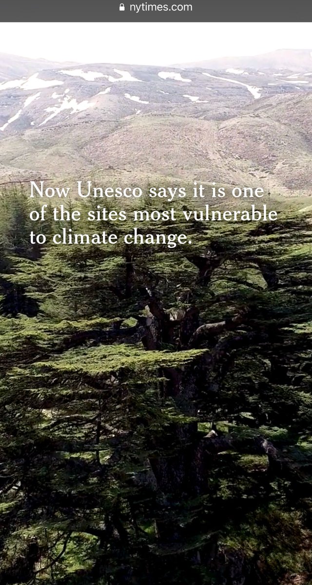 AssaadRazzouk's tweet image. The ancient cedars of Lebanon have outlived empires and survived modern wars

Clinging to shrinking patches of territory, these trees stand for Lebanon’s resilience

Now, #climate change is pushing them to the brink and could finish them off

buff.ly/2LjOr6r #CedarsOfGod